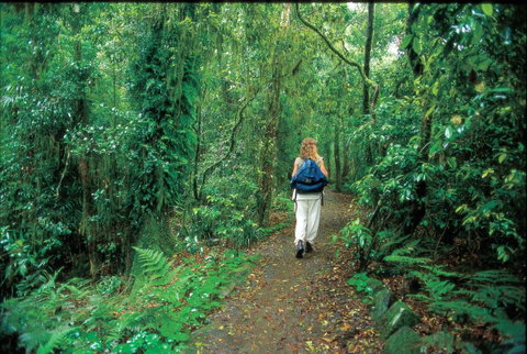 Mount Cougal, Springbrook National Park - South Australia Travel 0