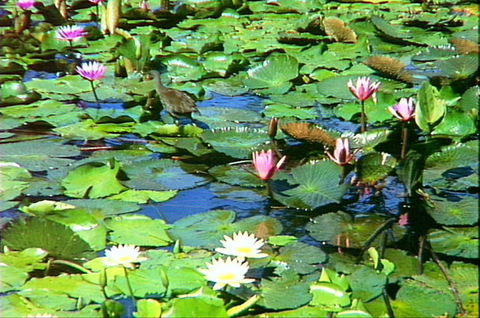 Mt Coot-tha Tourist Drive - South Australia Travel 1