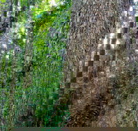 Murray Scrub walking track - South Australia Travel