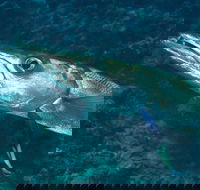 Norman Reef Dive Site - South Australia Travel