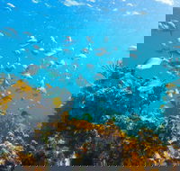 Snorkelling McKenzies Beach - South Australia Travel