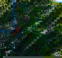 Tamborine Rainforest Skywalk - South Australia Travel