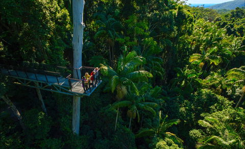Tamborine Rainforest Skywalk - South Australia Travel 0