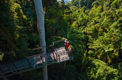 Tamborine Rainforest Skywalk - South Australia Travel 1