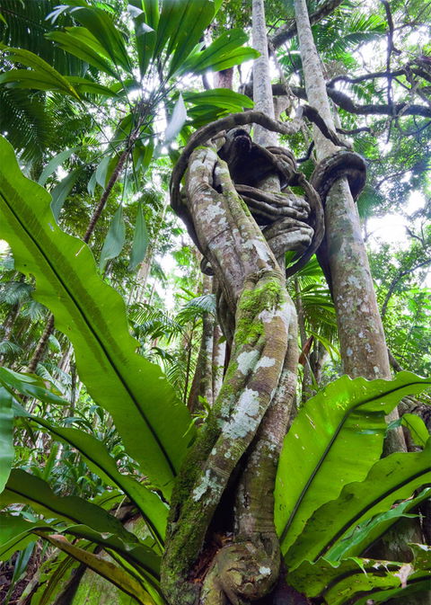 Tamborine Rainforest Skywalk - South Australia Travel 2