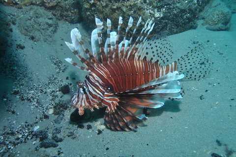 The Pines Dive Site - South Australia Travel 1
