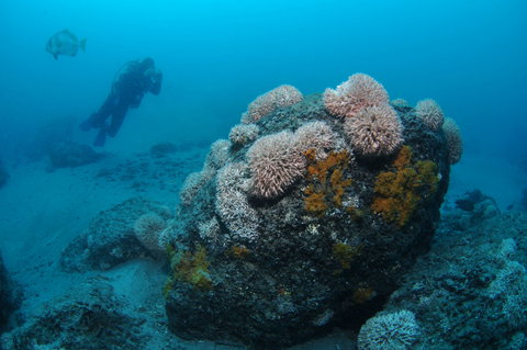 The Pines Dive Site - South Australia Travel 2
