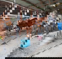 The Equine Club - South Australia Travel