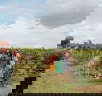 Sample the Hunter Half Day Tour with Lunch - South Australia Travel