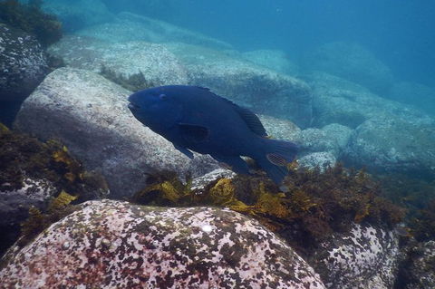 Small-Group Underwater Scooter Experience In Clovelly - South Australia Travel 4