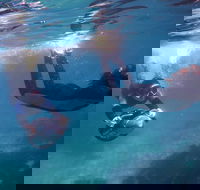 Small-Group Underwater Scooter Experience in Clovelly - South Australia Travel