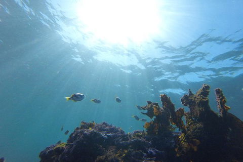 Small-Group Underwater Scooter Experience In Clovelly - South Australia Travel 1