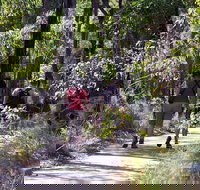 Forest Path Crooked Brook - South Australia Travel