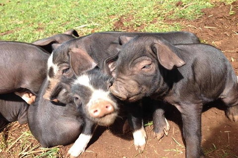 Paddock To Plate Farm Tour And Tasting - South Australia Travel 9