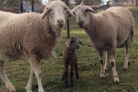 Paddock To Plate Farm Tour And Tasting - South Australia Travel 7