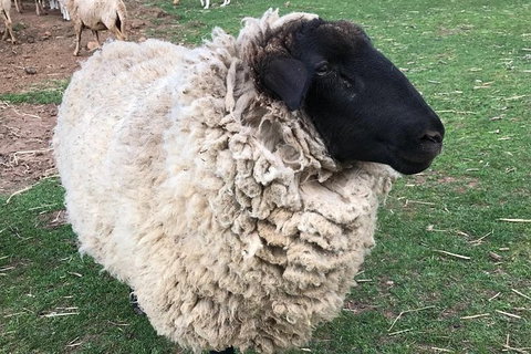 Paddock To Plate Farm Tour And Tasting - South Australia Travel 3