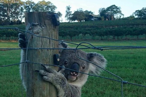 The Secret Vines Experience Port Macquarie - South Australia Travel 1