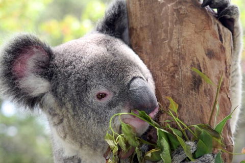 Private 10-hour Tour To Blue Mountains From Sydney - Hotel Pick Up & Drop Off - South Australia Travel 2