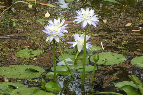 Yellow Water Cruise - Kakadu - South Australia Travel 3