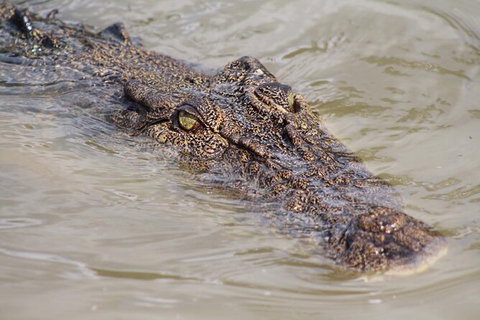 Adelaide River Queen Cruise Shuttle Bus - South Australia Travel 4