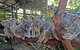 Cairns 2-Day Combo: Great Barrier Reef Cruise And Kuranda - thumb 6