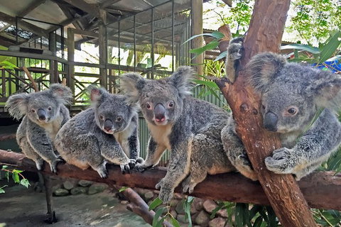 Cairns 2-Day Combo: Great Barrier Reef Cruise And Kuranda - South Australia Travel 6