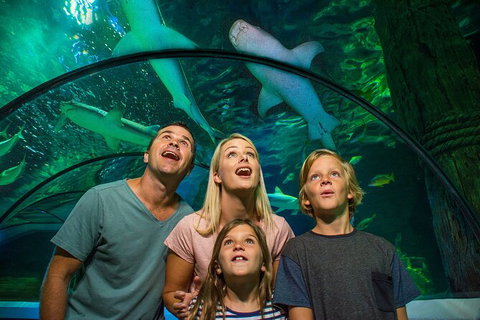 SEA LIFE Sunshine Coast Aquarium Entrance Ticket - South Australia Travel 3