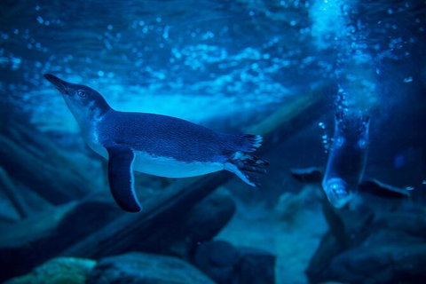 SEA LIFE Sunshine Coast Aquarium Entrance Ticket - South Australia Travel 2