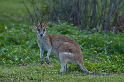Cairns 4WD Waterfall And Rainforest Tour Including Kuranda Scenic Railway - South Australia Travel 7