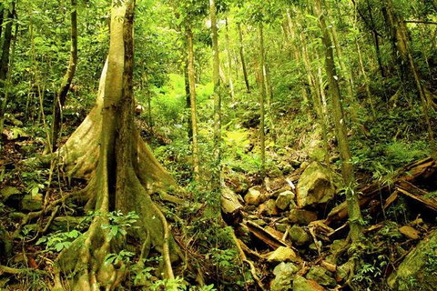 Cairns 4WD Waterfall And Rainforest Tour Including Kuranda Scenic Railway - South Australia Travel 8