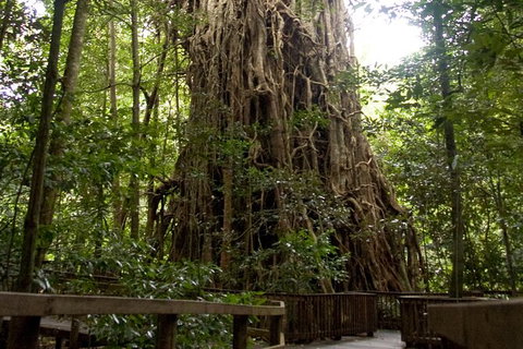 Cairns 4WD Waterfall And Rainforest Tour Including Kuranda Scenic Railway - South Australia Travel 5