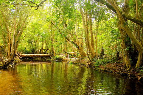 Cairns 4WD Waterfall And Rainforest Tour Including Kuranda Scenic Railway - South Australia Travel 9