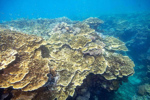 Scenic Helicopter Flight To Moore Reef And Return Snorkeling Cruise From Cairns - South Australia Travel 1