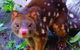 Hartley\'s Crocodile Adventures Entry Ticket And Breakfast With The Koalas - thumb 6