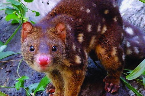 Hartley\'s Crocodile Adventures Entry Ticket And Breakfast With The Koalas - South Australia Travel 6