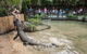 Hartley\'s Crocodile Adventures Entry Ticket And Breakfast With The Koalas - thumb 2