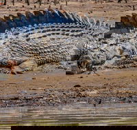 Solar Whisper Daintree River Crocodile and Wildlife Cruise - South Australia Travel