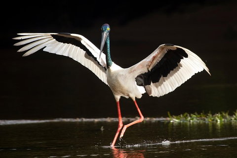 Daintree River - Private Photography Cruise - South Australia Travel 0