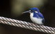Daintree River - Private Photography Cruise - thumb 1