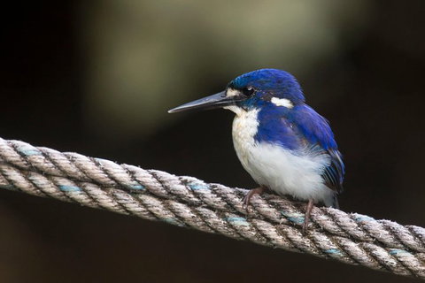 Daintree River - Private Photography Cruise - South Australia Travel 1