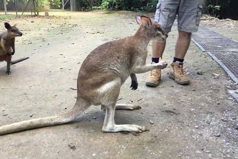 Daintree Luxury Limousine Tour - Full Day - South Australia Travel 10