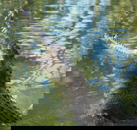 The adventure begins at Hartley's the best crocodile show in Australia - South Australia Travel