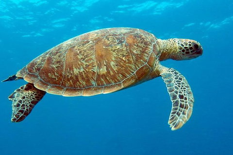 Cairns & Port Douglas All-Inclusive 7 Days Touring Package - South Australia Travel 1