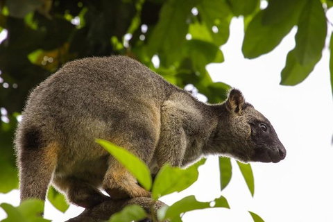 Cairns & Port Douglas All-Inclusive 7 Days Touring Package - South Australia Travel 8