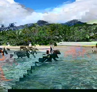 Afternoon Beach Horse Ride in Cape Tribulation - South Australia Travel