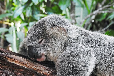 Half-Day Private Tour To Tamborine Mountain With Wine Tasting - Up To 6 People - South Australia Travel 4