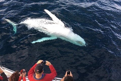 PRIVATE Whale Watching Tour - Up To 11 People In Your Group - South Australia Travel 1