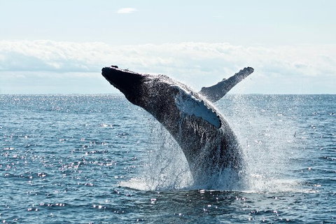 PRIVATE Whale Watching Tour - Up To 11 People In Your Group - South Australia Travel 0