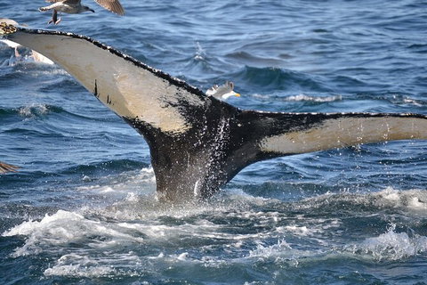 PRIVATE Whale Watching Tour - Up To 11 People In Your Group - South Australia Travel 2