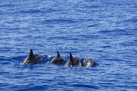 PRIVATE Whale Watching Tour - Up To 11 People In Your Group - South Australia Travel 3